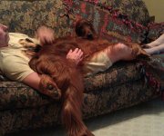 Lazy Hogan.jpg