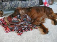 Luv My Blankie.JPG