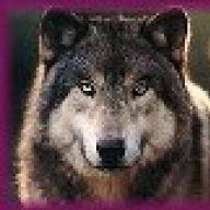 SIGWolf