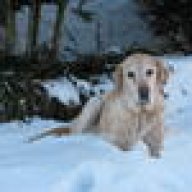 murphydog