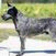 Cattledog