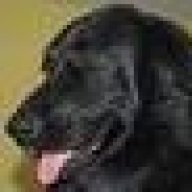 maxthedog