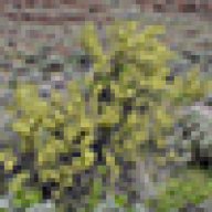 Bitterbrush