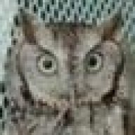 GreyOwl