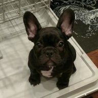 Enzo Rules