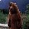 GRIZZLYBEAR