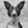 coyote