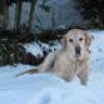 murphydog
