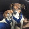 NCBeagle