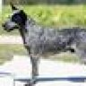 Cattledog