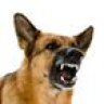 housedog