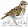WoodLark