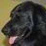 maxthedog