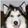 Sleddog30