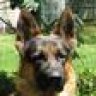NY Shepherd