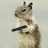 squirrelnest
