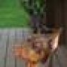 Dobie