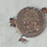 bushmaster1313