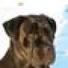heybrowndog