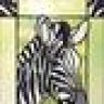 Zebra365
