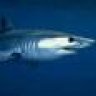 3Speedyfish3