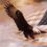 BaldEagle1313