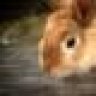 jackrabbit000