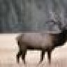 Cervus canadensis