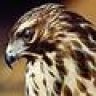 DESERT HAWK