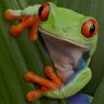 frog4aday