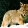 Coyote_Hunter
