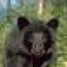 bear_1