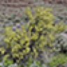 Bitterbrush