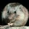 Rodent-Frugality