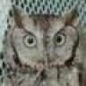 GreyOwl