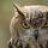 Owly