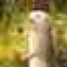 Ferret Master