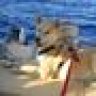 Jindodog