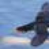 Shrike6