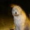 sheep.dog