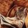 Cat Herder