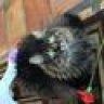 straycat23