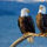 Twoeagles