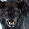 Silverlobo