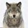 Graywolf586