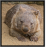 wombatz