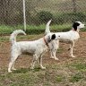 Long Branch Setter