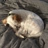 Copperthehound
