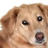 DesmoDog