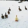 Bigduck